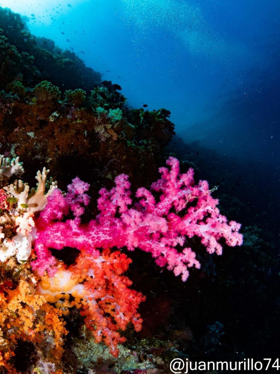 Marind Dive Eco Resort Waha المظهر الخارجي الصورة